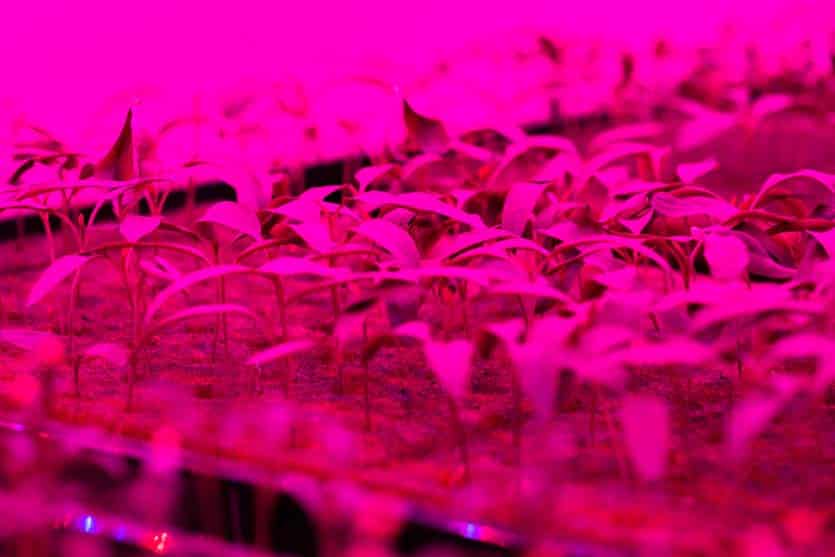 Hydroponic Growing of crops at PCG